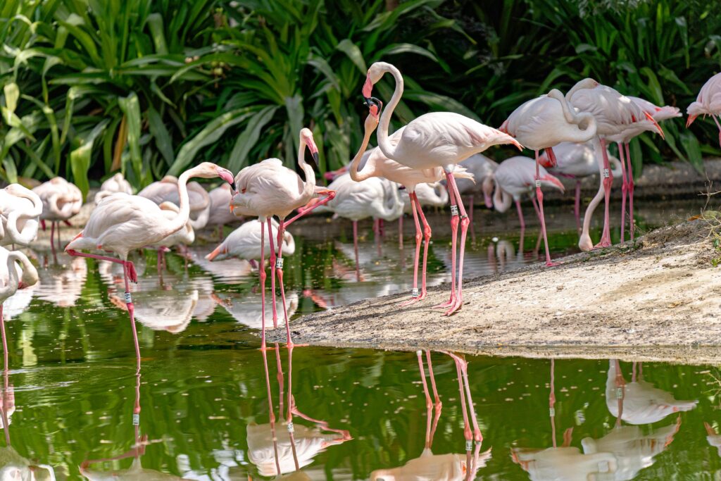 Beautiful pink flamingos by the pond at Ras Al Khor Wildlife Sanctuary in Dubai.